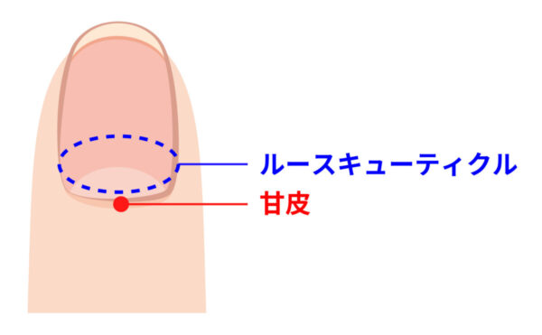 ネイル初心者さん必見！プロの甘皮処理の頻度や方法・注意点もご紹介